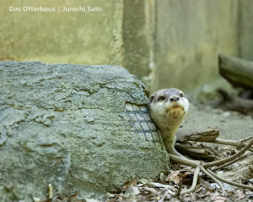 千葉市動物公園 2605 18 千葉市動物公園 2605 photo 15