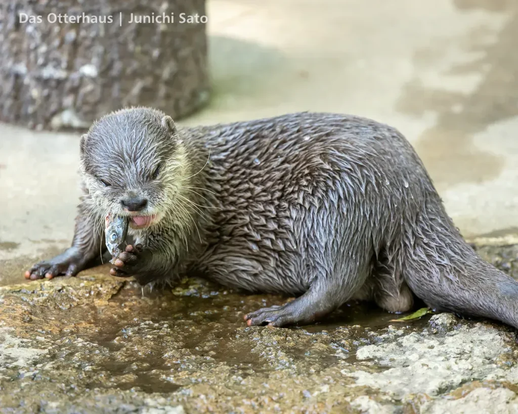 千葉市動物公園 2605 23 千葉市動物公園 2605 photo 20