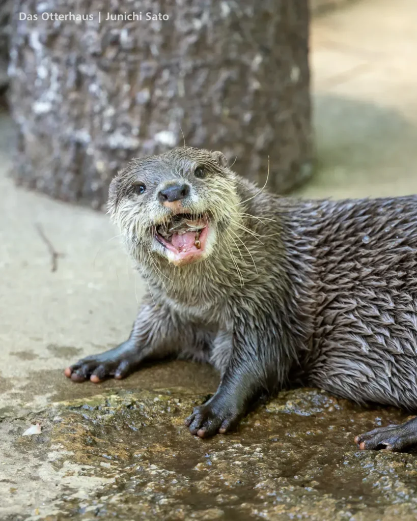 千葉市動物公園 2605 24 千葉市動物公園 2605 photo 21