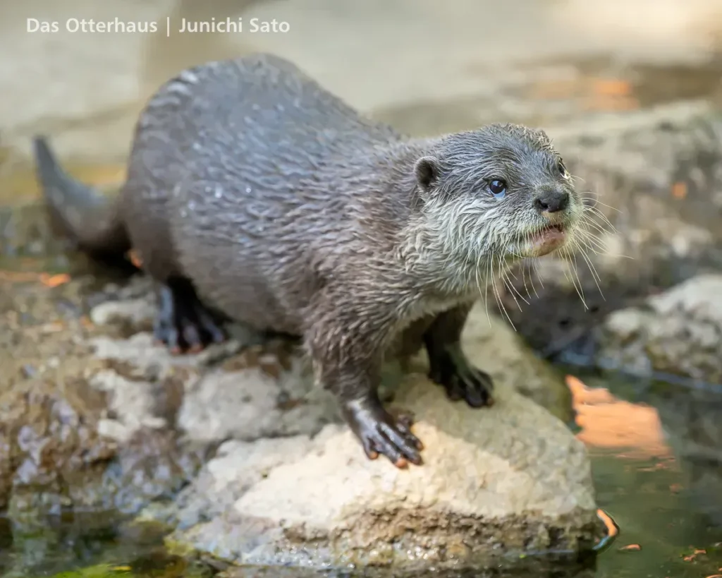 千葉市動物公園 2605 25 千葉市動物公園 2605 photo 22