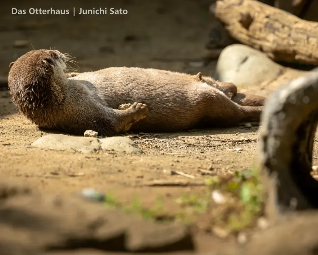 千葉市動物公園 2605 26 千葉市動物公園 2605 photo 23