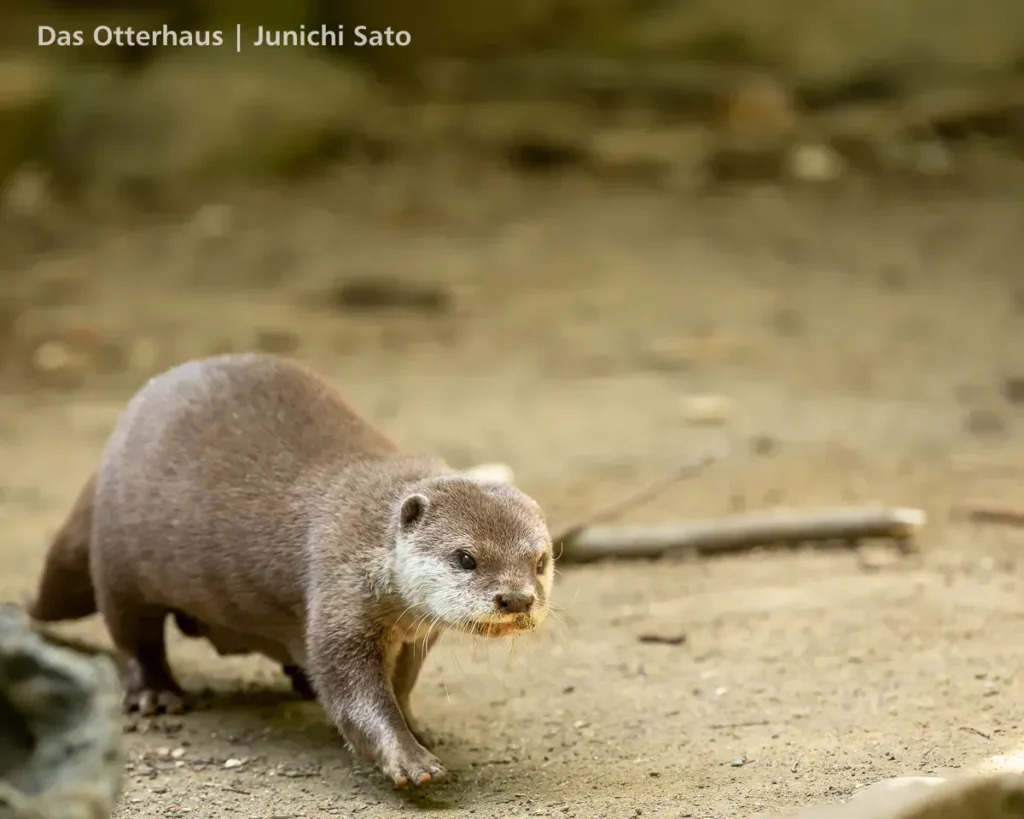 千葉市動物公園 2605 27 千葉市動物公園 2605 photo 24