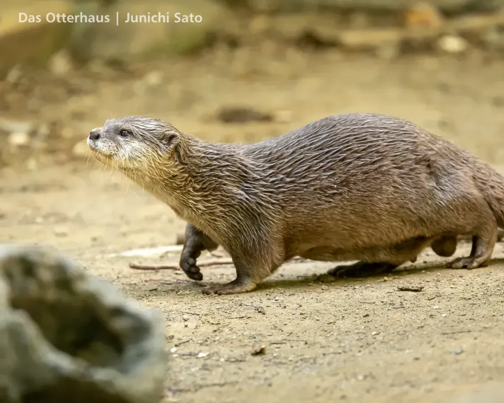 千葉市動物公園 2605 30 千葉市動物公園 2605 photo 27