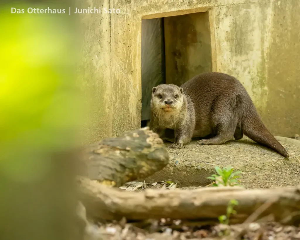 千葉市動物公園 2605 34 千葉市動物公園 2605 photo 31