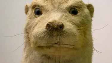 カワウソの剥製・剥製のカワウソ photo 5