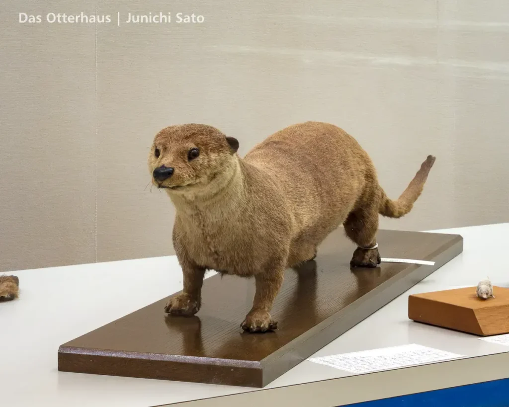 カワウソの剥製・剥製のカワウソ photo 9