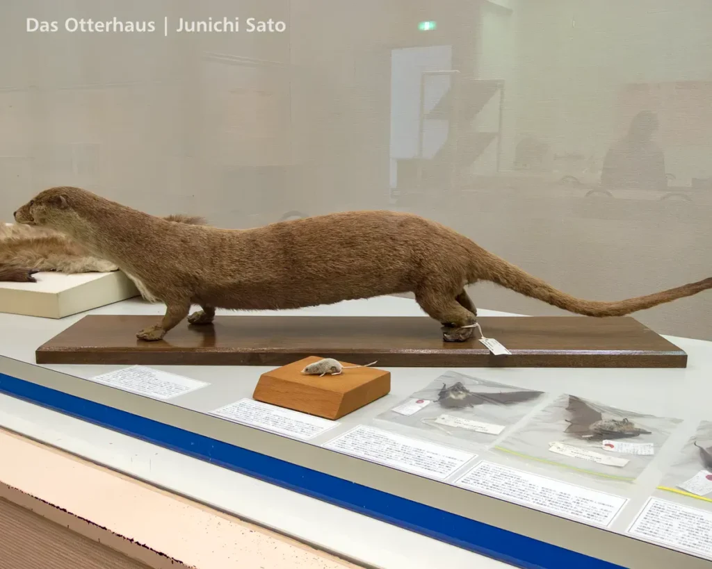 カワウソの剥製・剥製のカワウソ photo 10