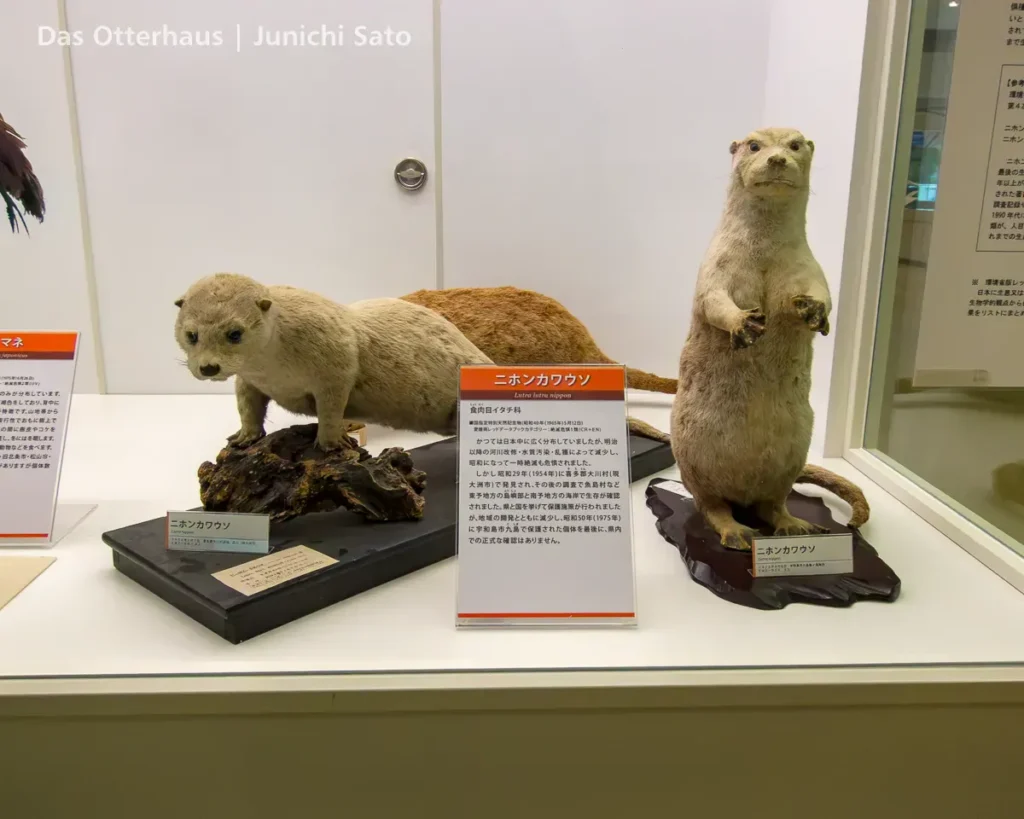 カワウソの剥製・剥製のカワウソ photo 11