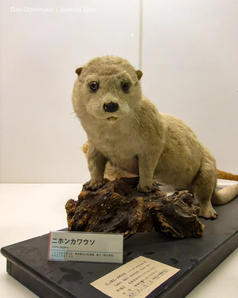 カワウソの剥製・剥製のカワウソ photo 12
