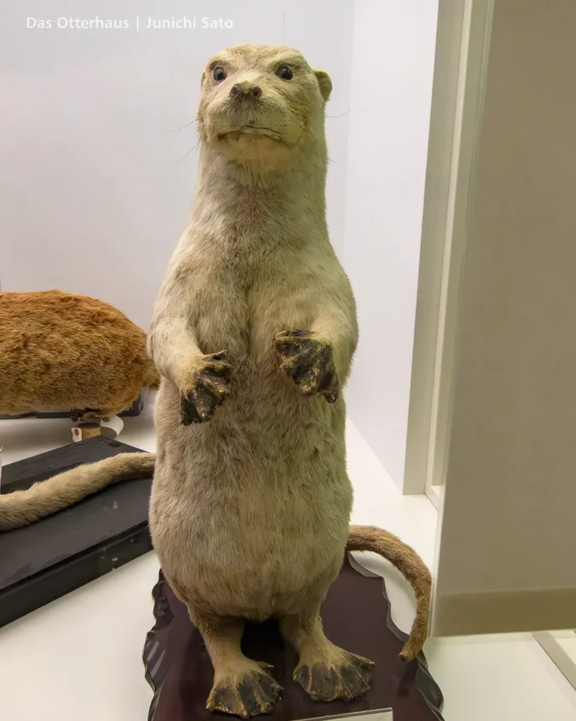 カワウソの剥製・剥製のカワウソ photo 13
