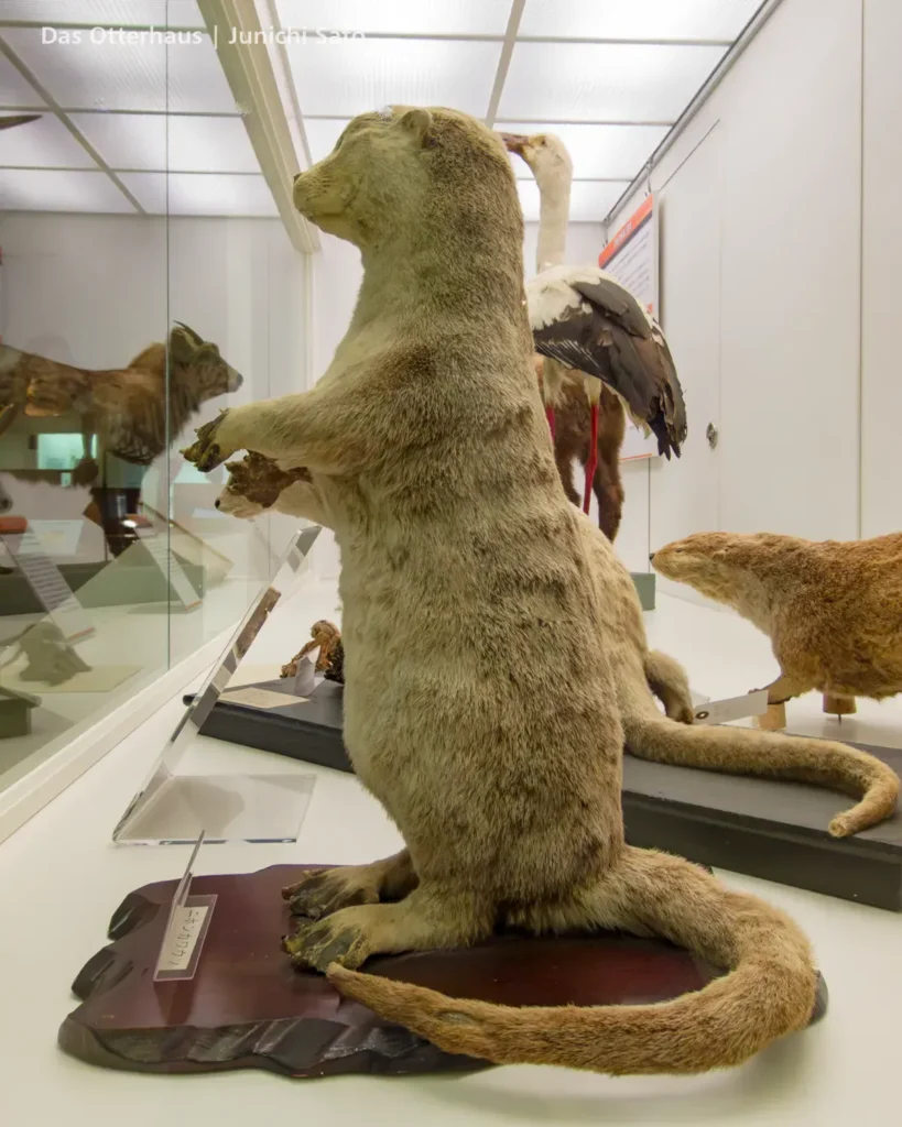 カワウソの剥製・剥製のカワウソ photo 14