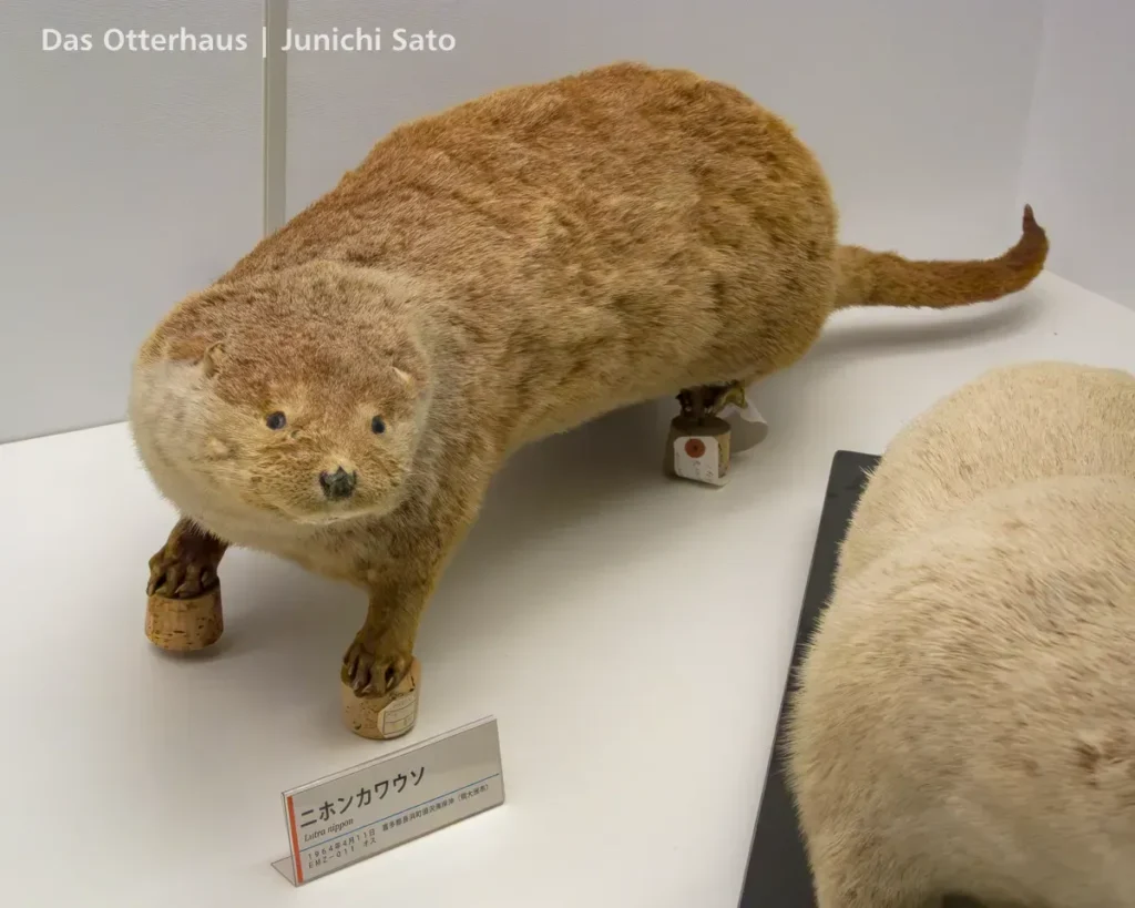 カワウソの剥製・剥製のカワウソ photo 15