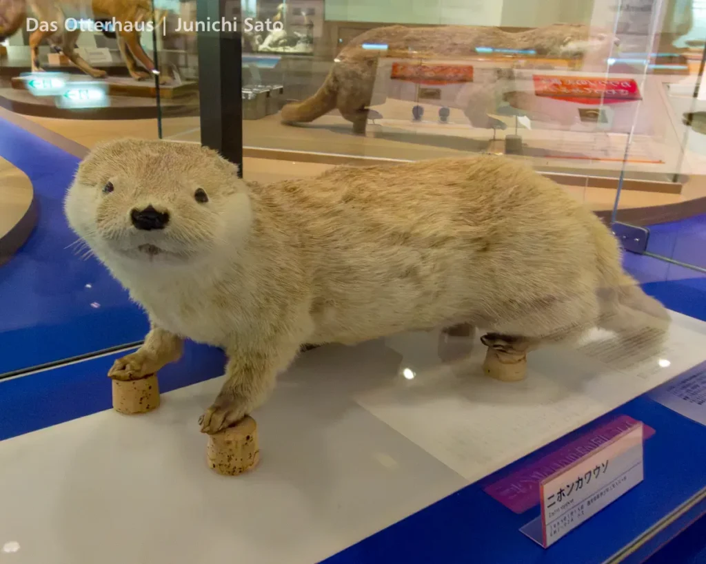 カワウソの剥製・剥製のカワウソ photo 17
