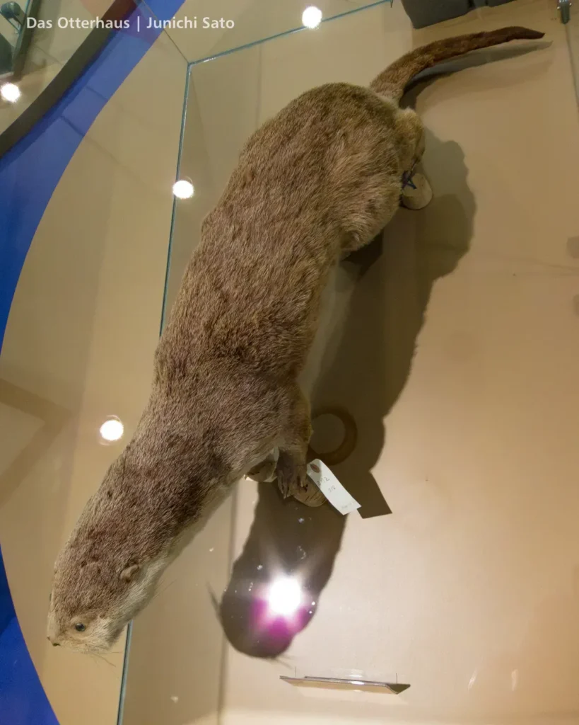カワウソの剥製・剥製のカワウソ photo 18