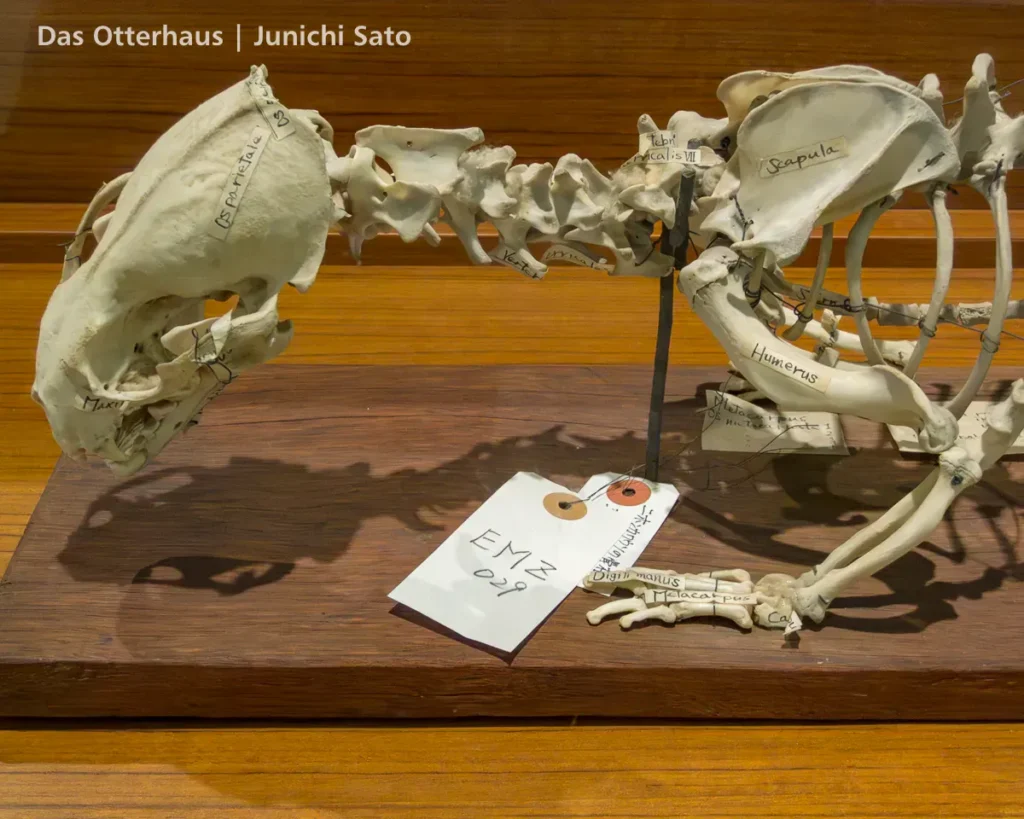 カワウソの剥製・剥製のカワウソ photo 19