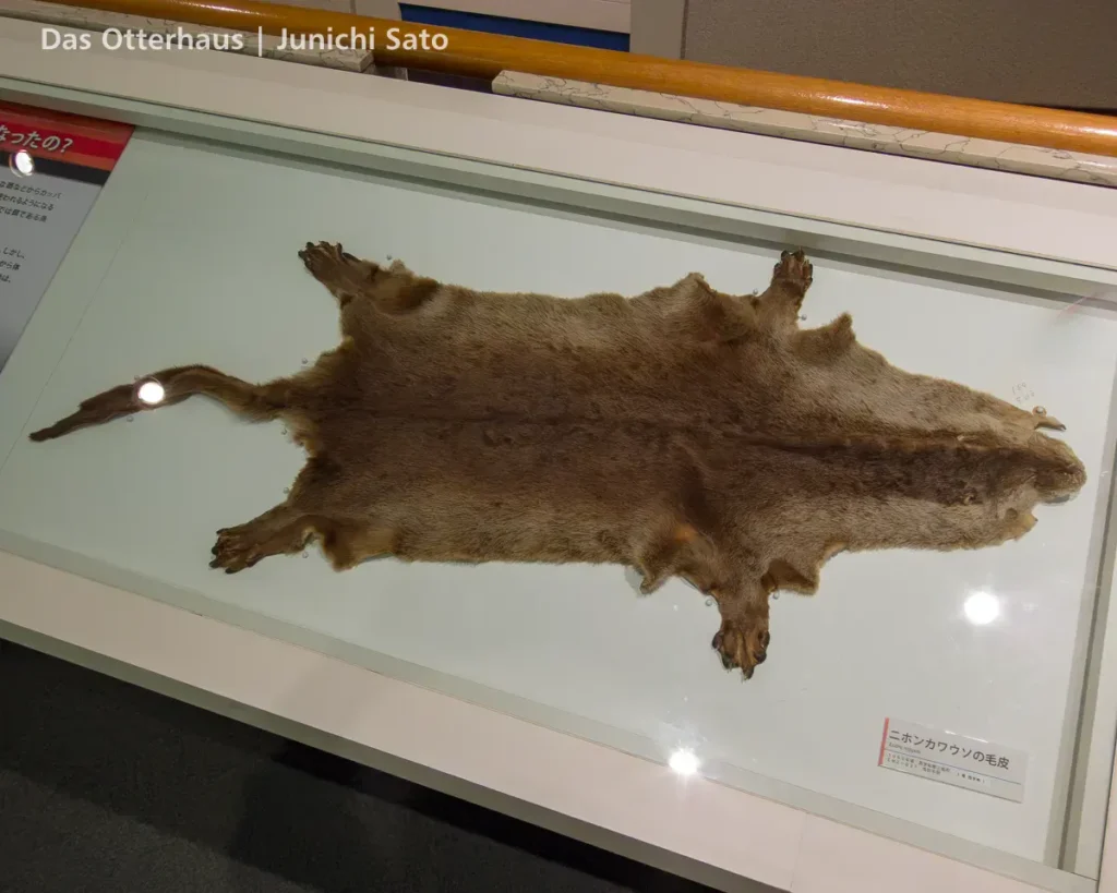 カワウソの剥製・剥製のカワウソ photo 20