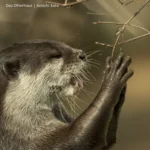 カワウソ暮らし、のはじまり photo 21