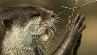 カワウソ暮らし、のはじまり photo 5