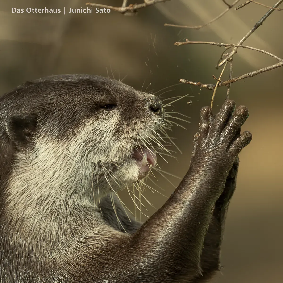 カワウソ暮らし、のはじまり photo 5