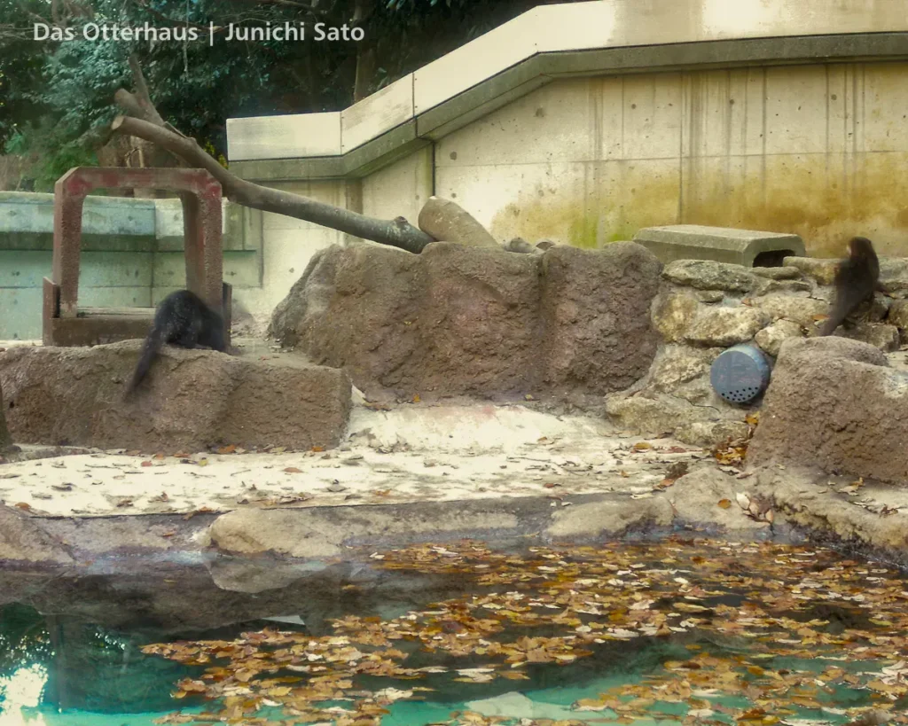 千葉市動物公園のコツメカワウソ展示、2004年。わたしの初めてのカワウソ撮影（1）