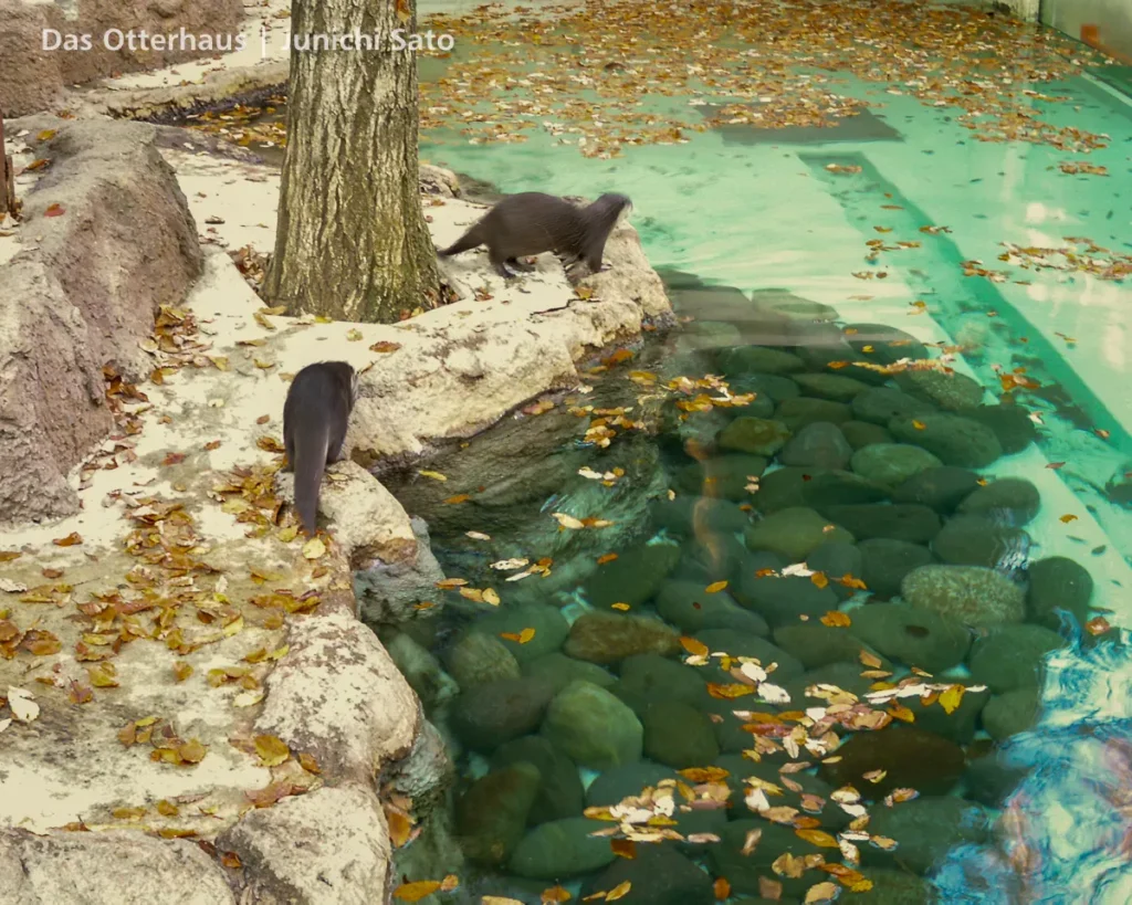 千葉市動物公園のコツメカワウソ展示、2004年。わたしの初めてのカワウソ撮影（4）