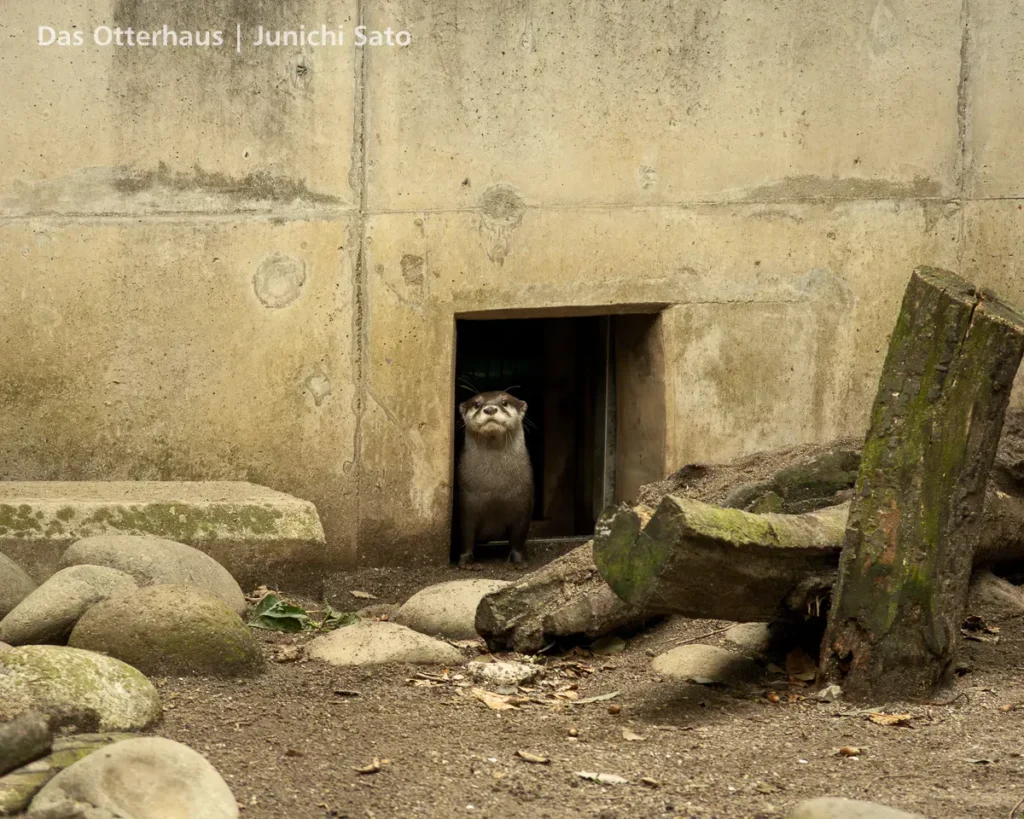 千葉市動物公園のコツメカワウソ、チイコ。2009年