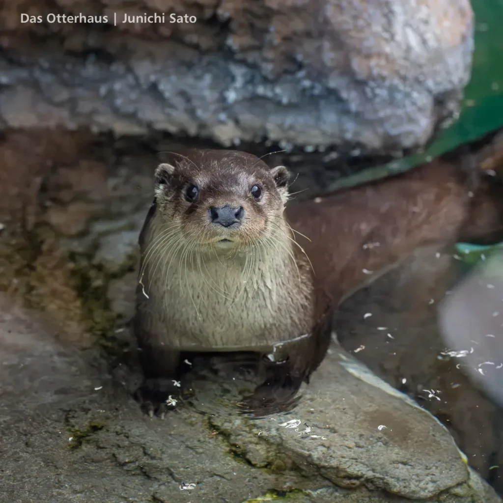 ユーラシア放飼訓練@多摩動物公園 2605 7 多摩動物公園のユーラシアカワウソ、ダルの放飼訓練2日目の様子。プールの浅いところでこちらを凝視