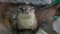 ユーラシア放飼訓練@多摩動物公園 2605 photo 8