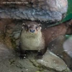 ユーラシア放飼訓練@多摩動物公園 2605 photo 16