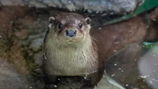 ユーラシア放飼訓練@多摩動物公園 2605 photo 10