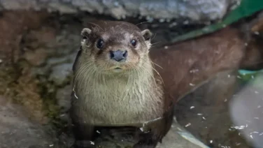 ユーラシア放飼訓練@多摩動物公園 2605 photo 5