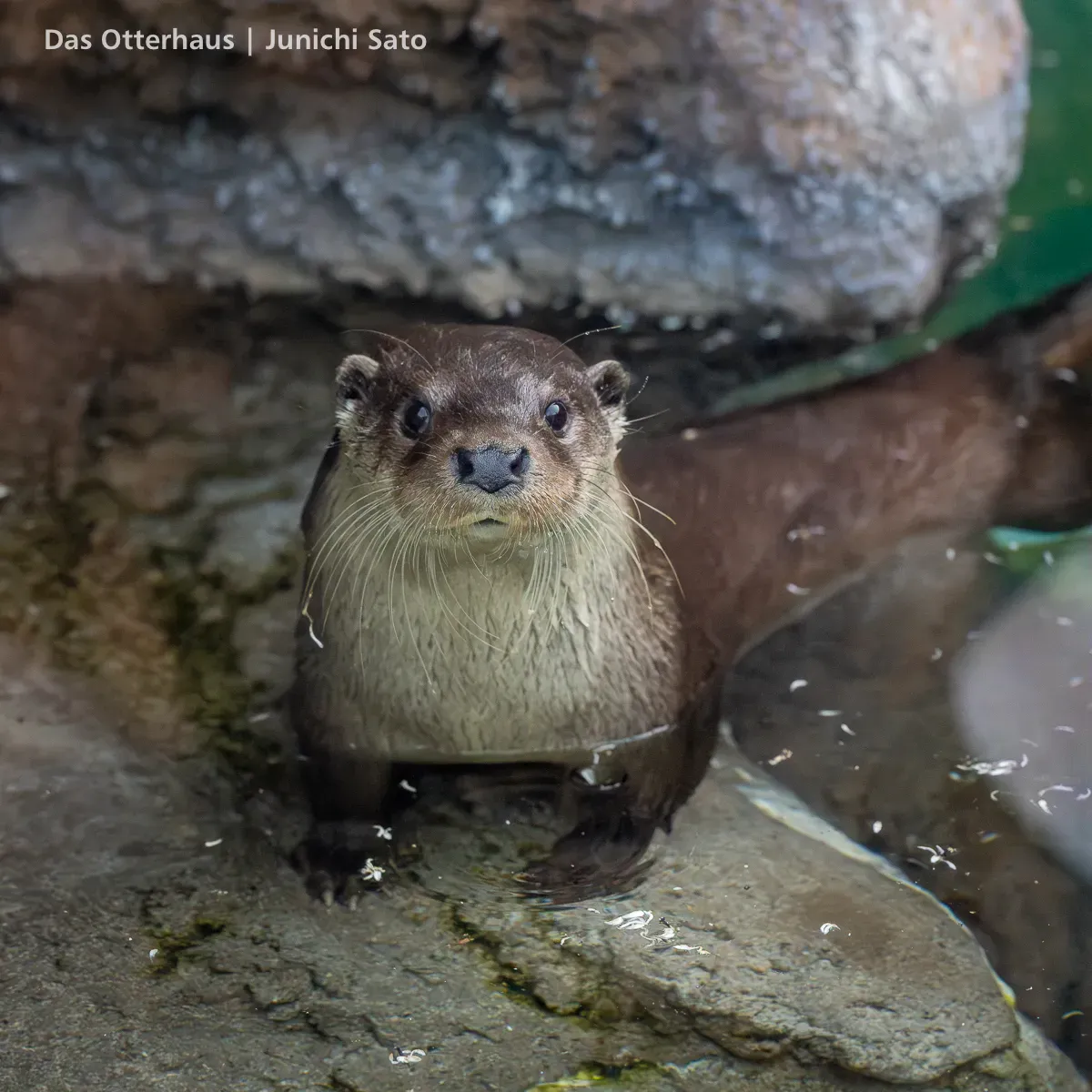 ユーラシア放飼訓練@多摩動物公園 2605 photo 5