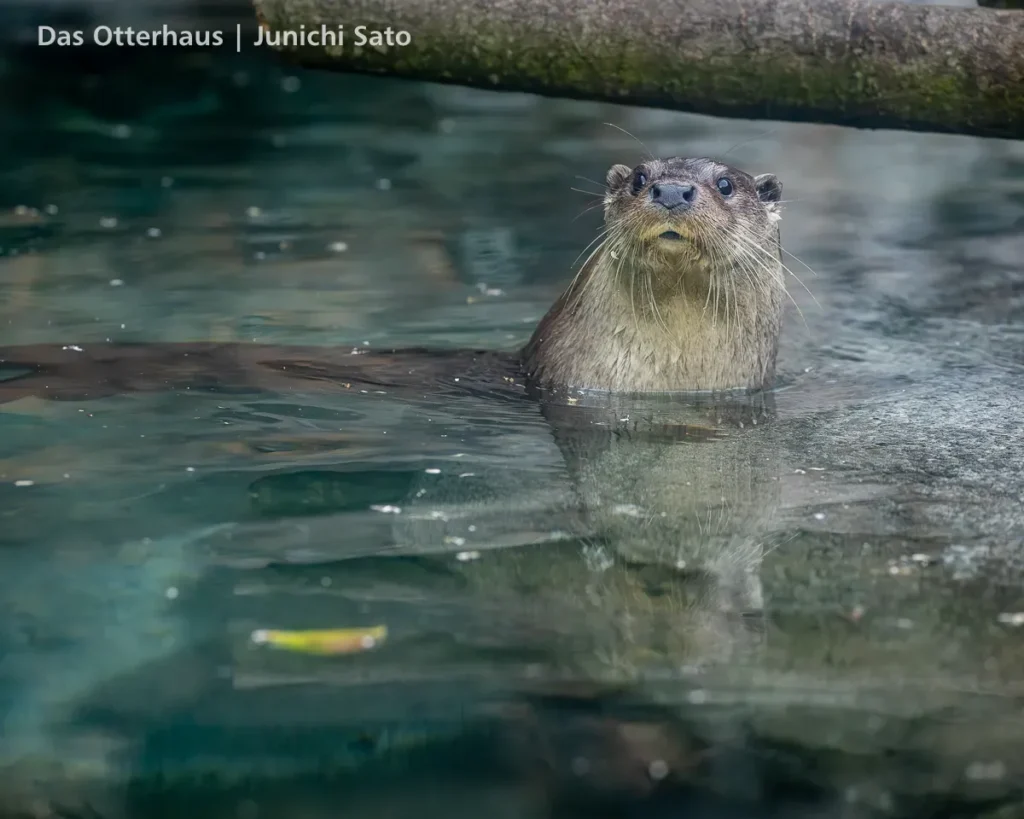 ユーラシア放飼訓練@多摩動物公園 2605 20 ユーラシア放飼訓練@多摩動物公園 2605 photo 18