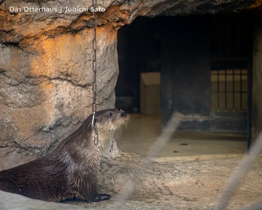 ユーラシア放飼訓練@多摩動物公園 2605 22 ユーラシア放飼訓練@多摩動物公園 2605 photo 20