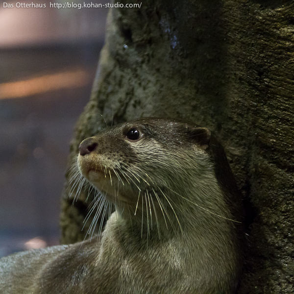 のとじまカワウソ・天カワ 7 のとじま水族館のコツメカワウソ、ヨツバが擬岩にもたれて座っている