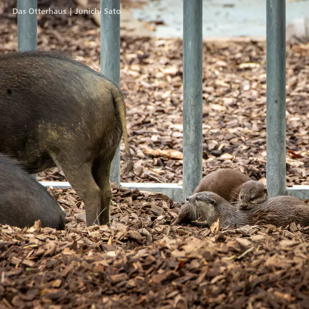 カワウソ異種混合展示の光と影 15 カワウソ異種混合展示の光と影 photo 14