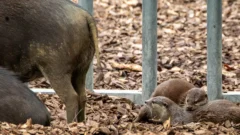カワウソ異種混合展示の光と影 photo 16