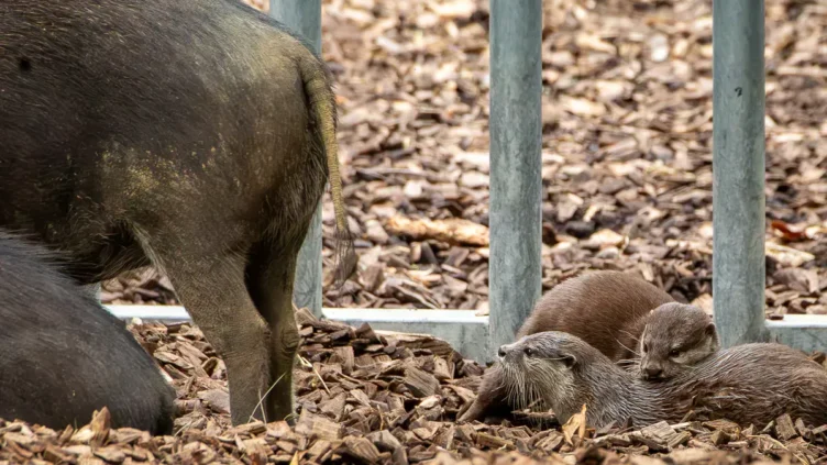 カワウソ異種混合展示の光と影 photo 5