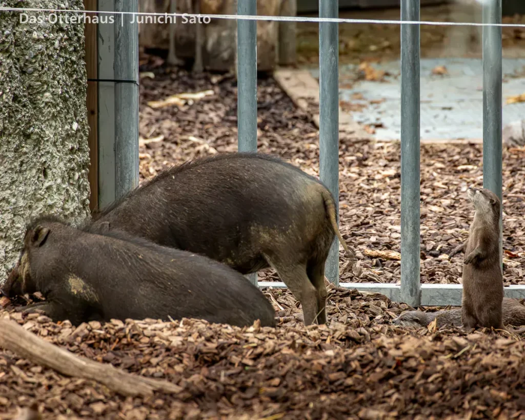 カワウソ異種混合展示の光と影 17 カワウソ異種混合展示の光と影 photo 16