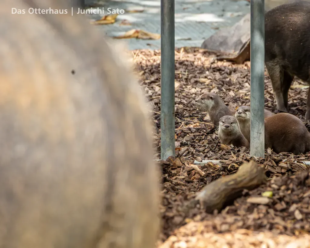 カワウソ異種混合展示の光と影 18 カワウソ異種混合展示の光と影 photo 17