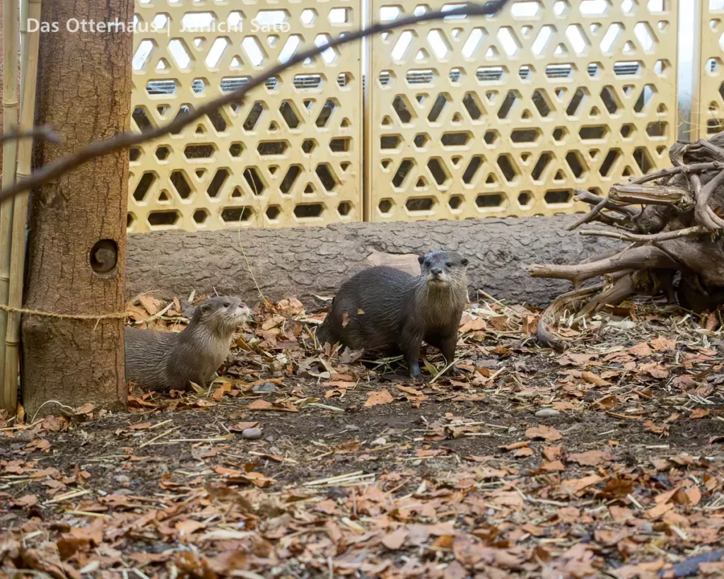 カワウソ異種混合展示の光と影 22 カワウソ異種混合展示の光と影 photo 21