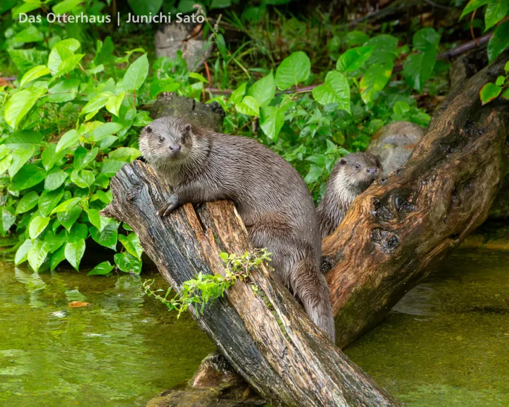 カワウソ異種混合展示の光と影 25 カワウソ異種混合展示の光と影 photo 24
