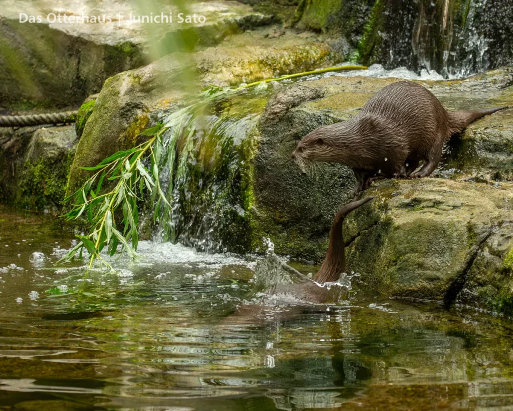 カワウソ異種混合展示の光と影 31 カワウソ異種混合展示の光と影 photo 30