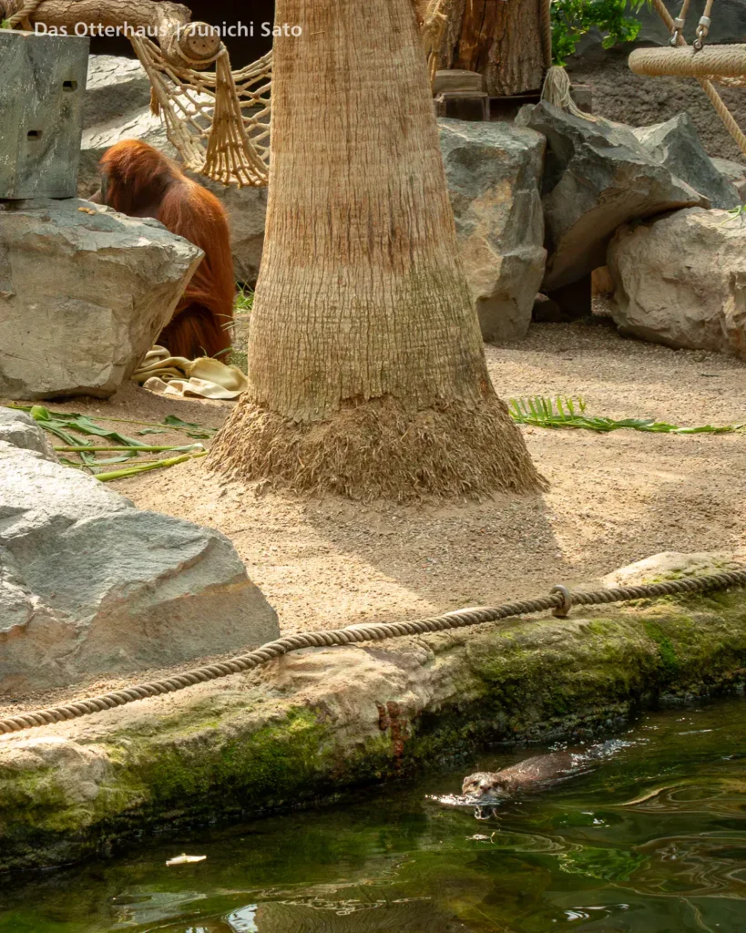 カワウソ異種混合展示の光と影 33 カワウソ異種混合展示の光と影 photo 32