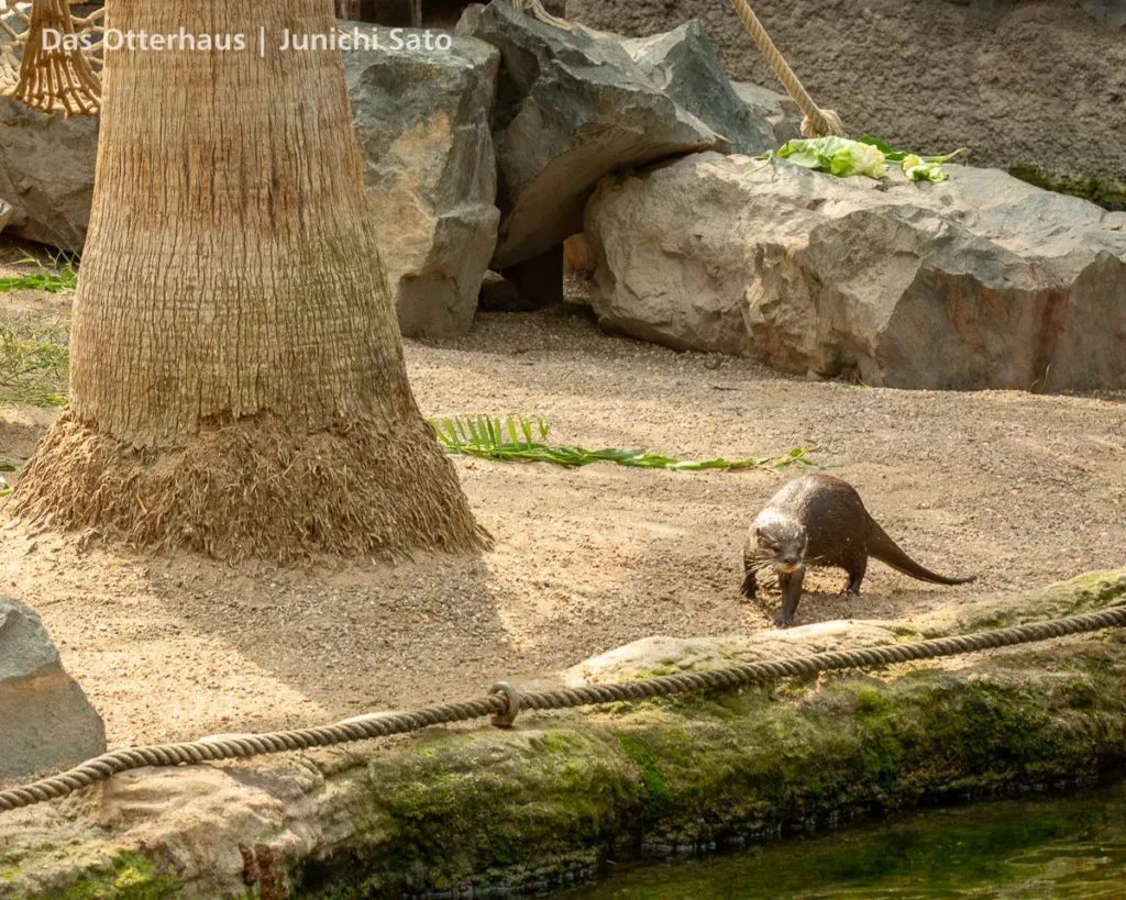 カワウソ異種混合展示の光と影 34 カワウソ異種混合展示の光と影 photo 33