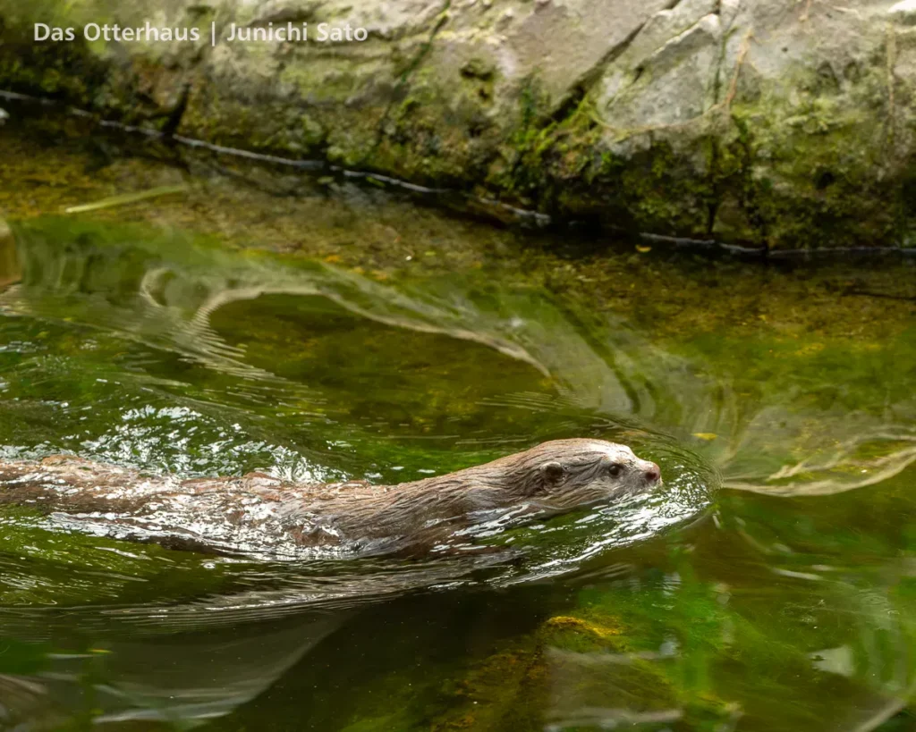 カワウソ異種混合展示の光と影 35 カワウソ異種混合展示の光と影 photo 34