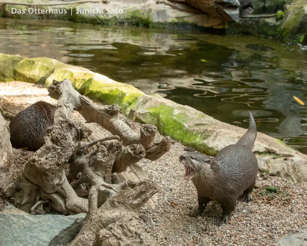 カワウソ異種混合展示の光と影 36 カワウソ異種混合展示の光と影 photo 35