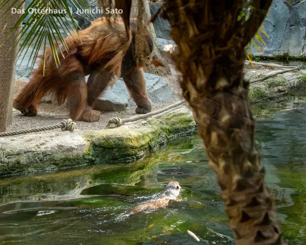 カワウソ異種混合展示の光と影 37 カワウソ異種混合展示の光と影 photo 36