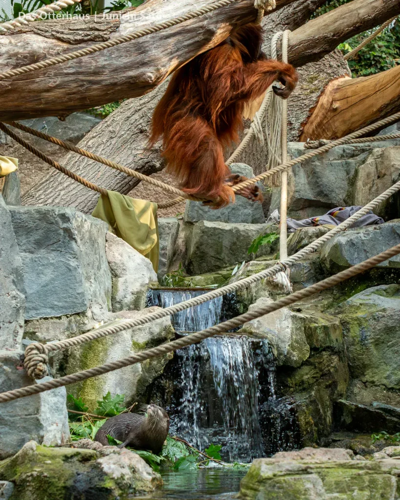 カワウソ異種混合展示の光と影 38 カワウソ異種混合展示の光と影 photo 37