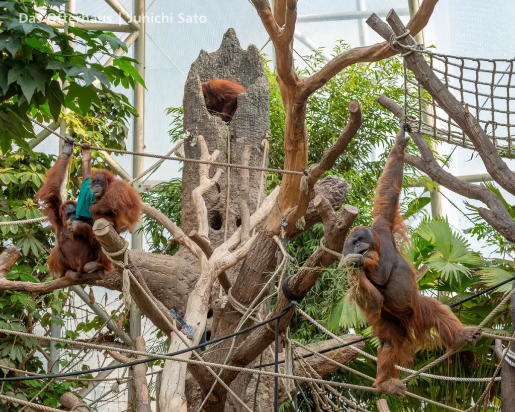 カワウソ異種混合展示の光と影 39 カワウソ異種混合展示の光と影 photo 38